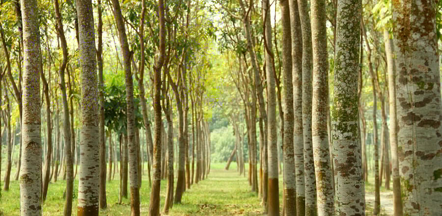 Michael Bracewell took some pressure off Kohli at the other end with Mohit Sharma's slower balls not working well. Swipe up!