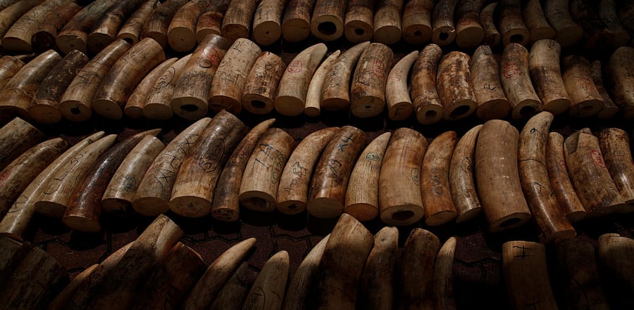 The destruction by an industrial rock crusher was held on the eve of World Elephant Day, and aims to prevent the items from re-entering the market and disrupt the global supply chain of illegally traded ivory, Singapore's National Parks Board said. Credit: Reuters Photo