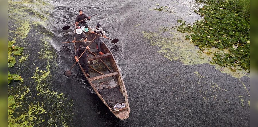 Locals row their boats through a lotus garden during rainy weather, at Dal Lake in Srinagar. Credit: PTI Photo