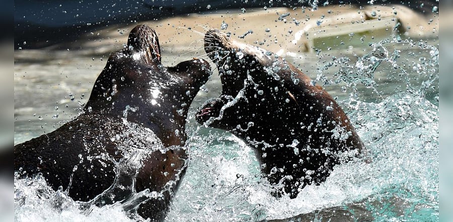 Representative Image. Credit : AFP Photo