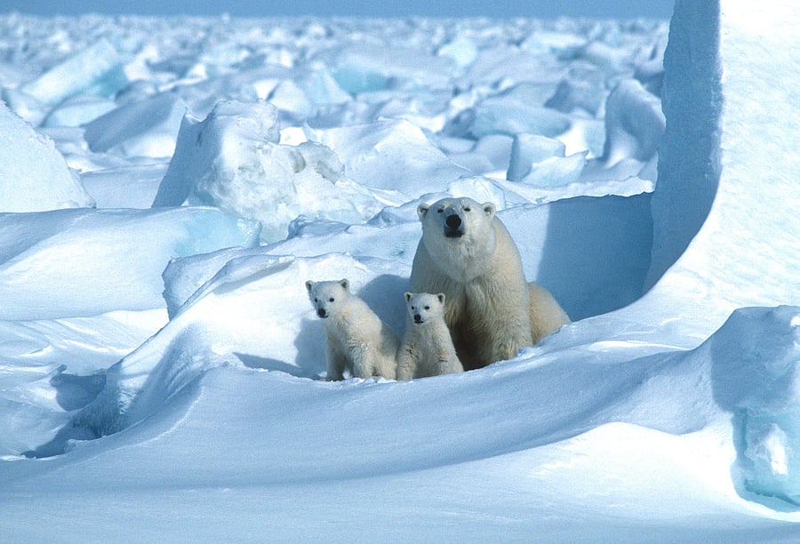 Polar Bears International shows a polar bear with its cubs in the Sea Ice, northeast of Prudhoe Bay in Alaska in 1985. - The US Department of the Interior approved oil and gas drilling on August 17, 2020 in Alaska's pristine Arctic National Wildlife Refuge (ANWR). Interior Secretary David Bernhardt said in an interview with The Wall Street Journal that drilling leases could be auctioned off by the end of the year. Environmental groups vowed to fight the move to allow drilling in the remote area of northeast Alaska which is home to polar bears, caribou and other animals. Credit: AFP