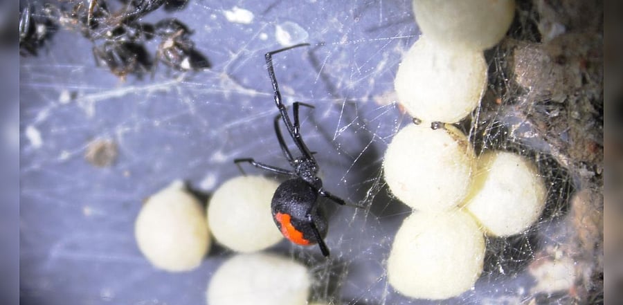 The black widow's venom is nearly 15-times as poisonous as that of the vicious rattlesnake’s. Credits: File photo
