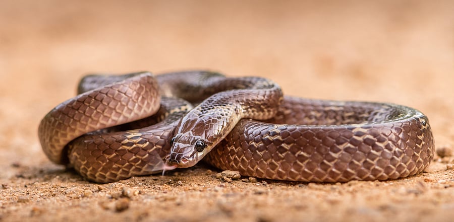 Representative image. Credit: iStock