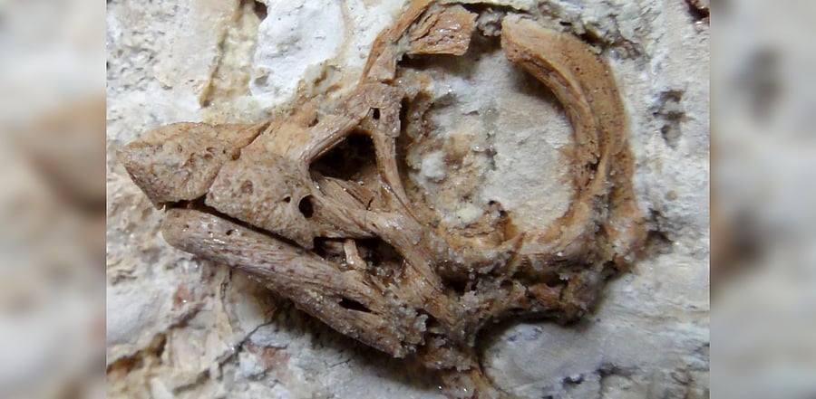 The well-preserved embryonic skull fossil, measuring 3 centimetres (1.2 inches) in length, unearthed in the Patagonian region of Argentina of a Cretaceous Period dinosaur from the group called titanosaurs is seen in Uppsala, Sweden. Credit: Reuters Photo