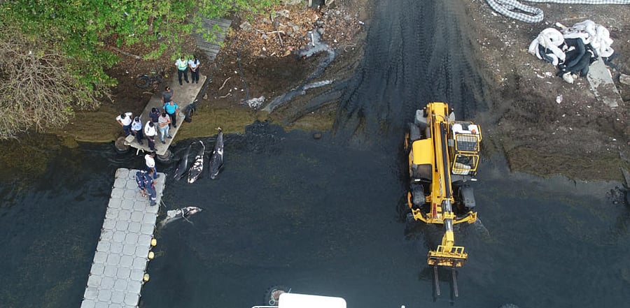 Coast guards bring dead dolphins to the marine fish farm of Mahebourg, Mauritius. Credit: Reuters
