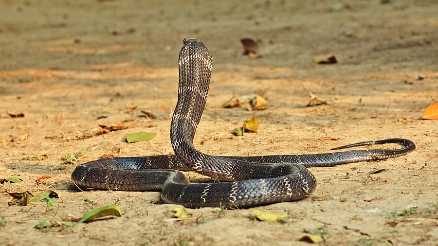 Representative image. Credits: iStock Photo