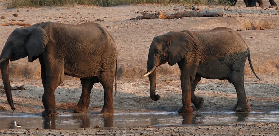 A group of elephants are seen near a watering hole inside Hwange National Park, in Zimbabwe, Credit: Reuters File Photo