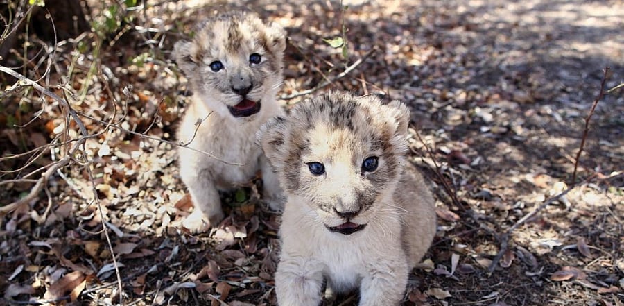 Representative Image. Credit: AFP Photo