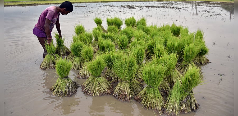 Sowing of pulses has also increased to 136.79 lakh hectares, 4.67% more than the previous year’s mark of 130.68 lakh hectares. Representative image/Credit: Reuters Photo