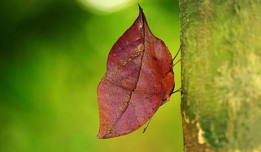 Blue Oakleaf. Credit: DH Photo/Sammilan Shetty