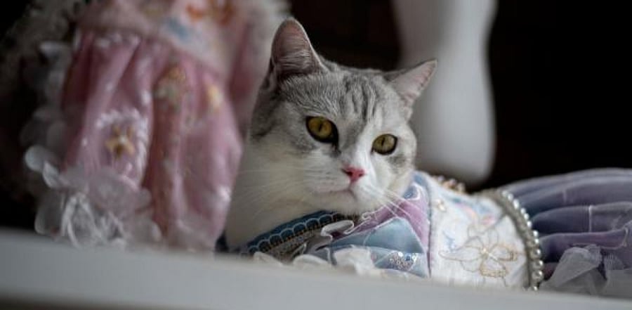 More cats might be contracting Covid-19 than first believed, according to a study that looked at felines in Wuhan, China. Credit: AFP