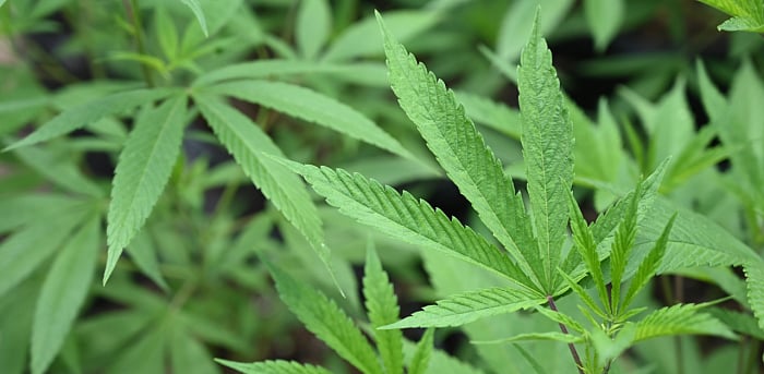 Representative image. Credit: Pixabay Photo