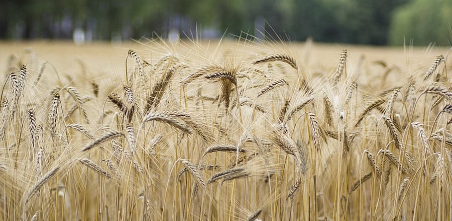 Representative Image. Credit: Pixabay Photo