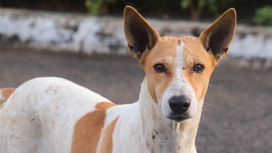 Representative image. Credit: iStock