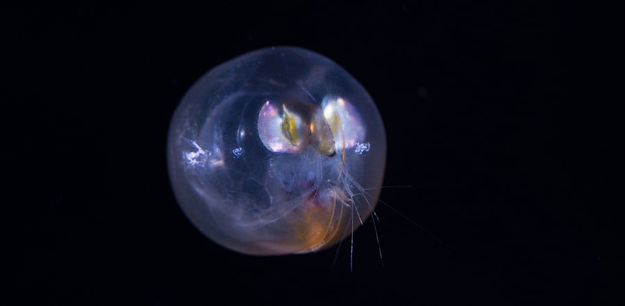 The sperms were found inside an ostracod, a kind of crustacean that has existed for 500 million years. Credit: iStock Photo