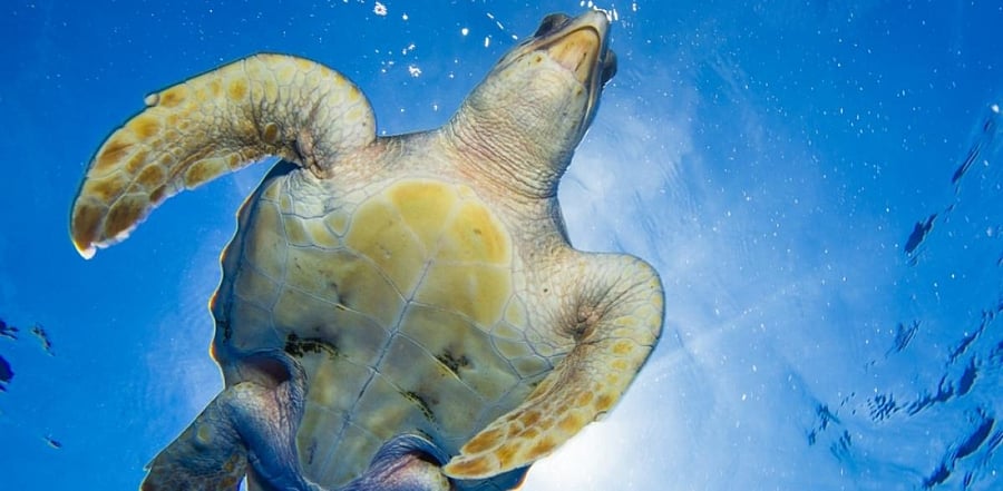 Loggerhead turtles. Credit: File Photo