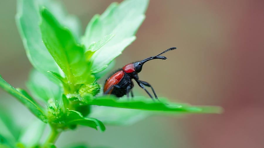 Representative image. Credit: iStock