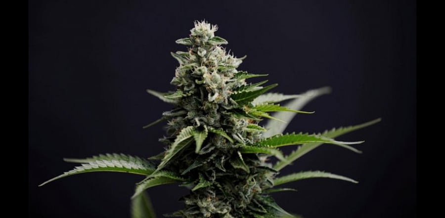 Representative image. Credit: Reuters Photo