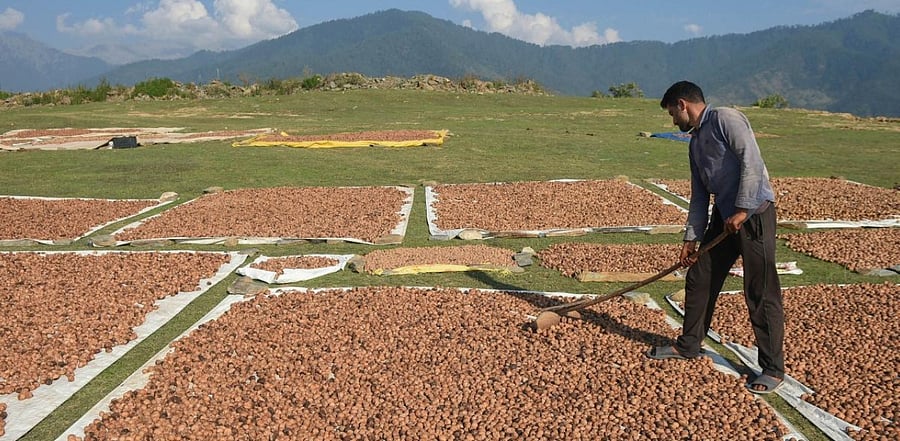 A farmer leaves walnuts to dry in the sun during harvesting season, amid Covid-19 pandemic. Credit: PTI