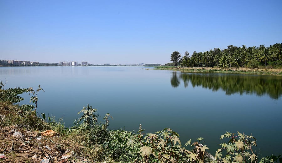 Bellandur Lake. Credit: DH Photo