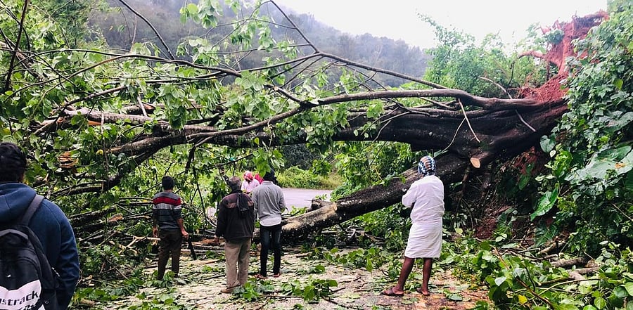 The gusty wind uprooted several trees in the Malnad area. Credit: DH Photo