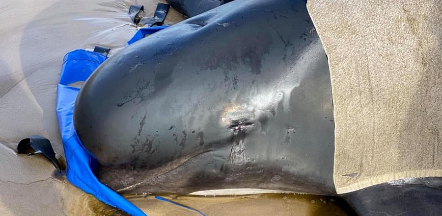 Beached Whale. Credit: Reuters Photo