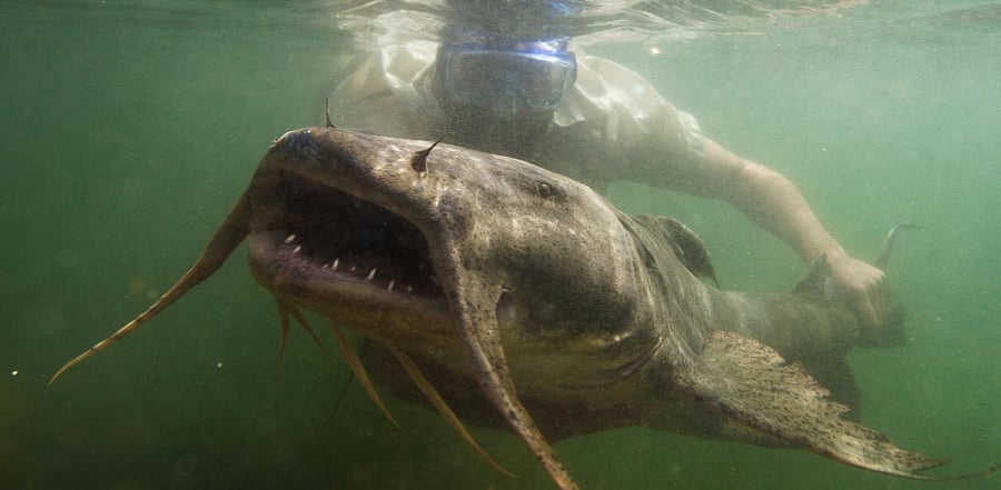 The giant devil catfish. Credit: NYT