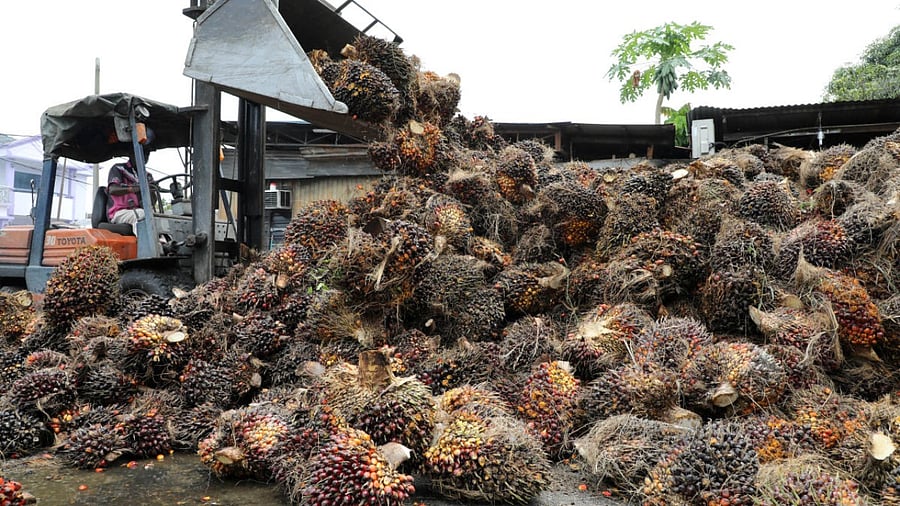  worker unloads palm oil fruit bunches at a factory in Tanjung Karang. Credit: Reuters/file photo.