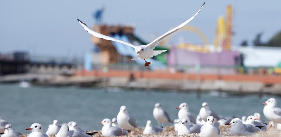 A sea bird lands on the beach amid the outbreak of the coronavirus disease. Credit: Reuters