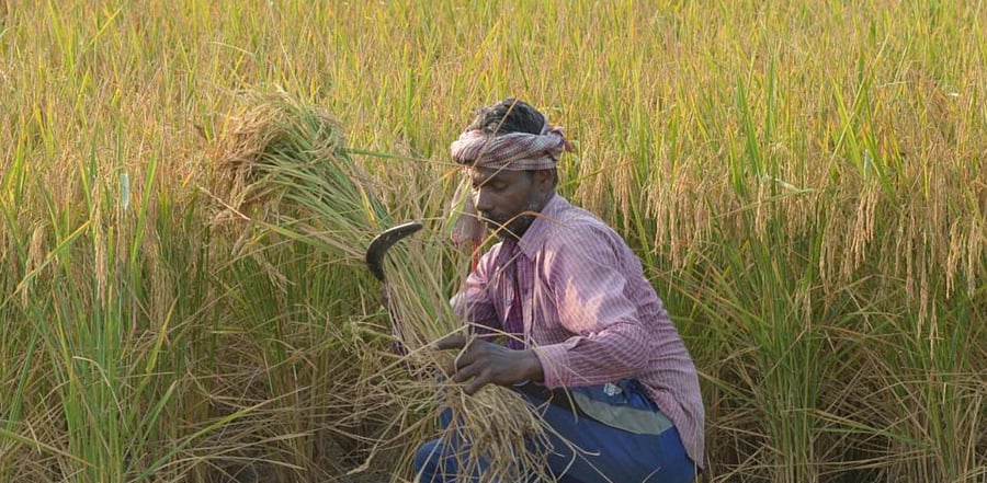 A farm labourer harvests paddy in a field in Ropar district of Punjab, Tuesday, Sept. 22, 2020. Credit: PTI Photo