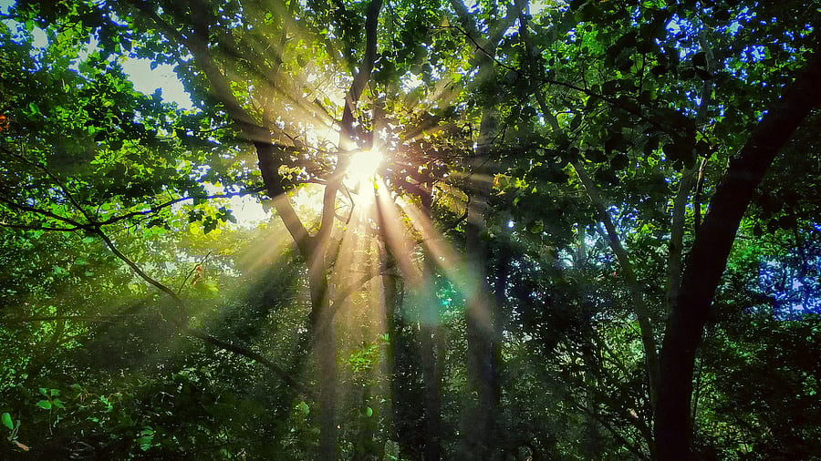 Representative image. Credit: iStock