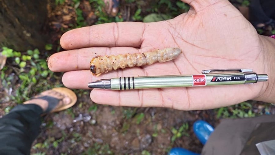 The larva of the stem heartwood borer.