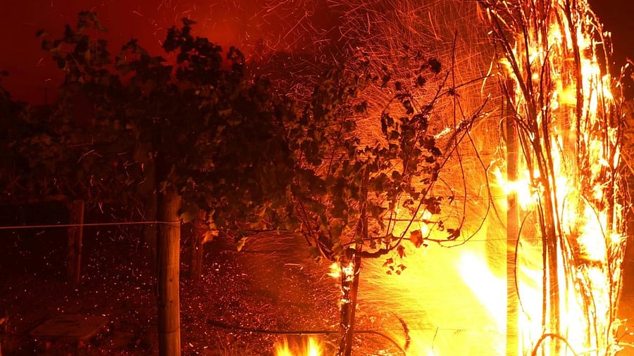 Embers blow through grapevines as the Glass Fire moves through the area on September 27, 2020 in St. Helena, California. Credit: Reuters.