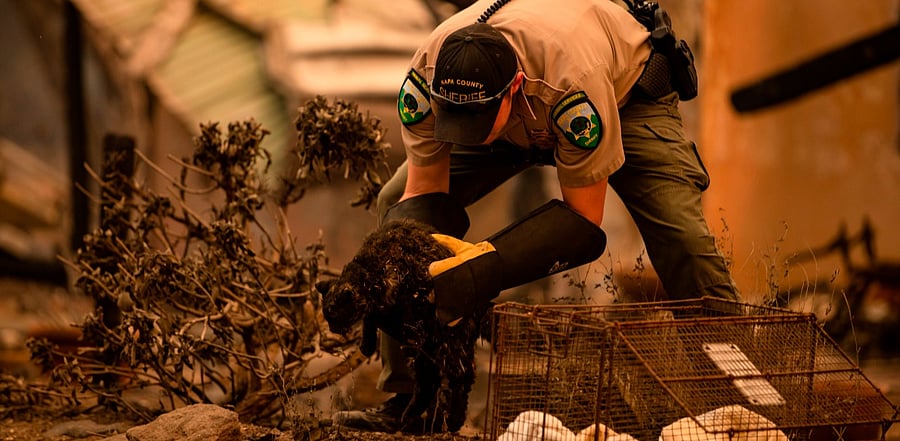 An officer with Napa County Animal Control rescues a cat found alive after the Glass Fire passed through Napa Valley, California. Credit: AFP Photo