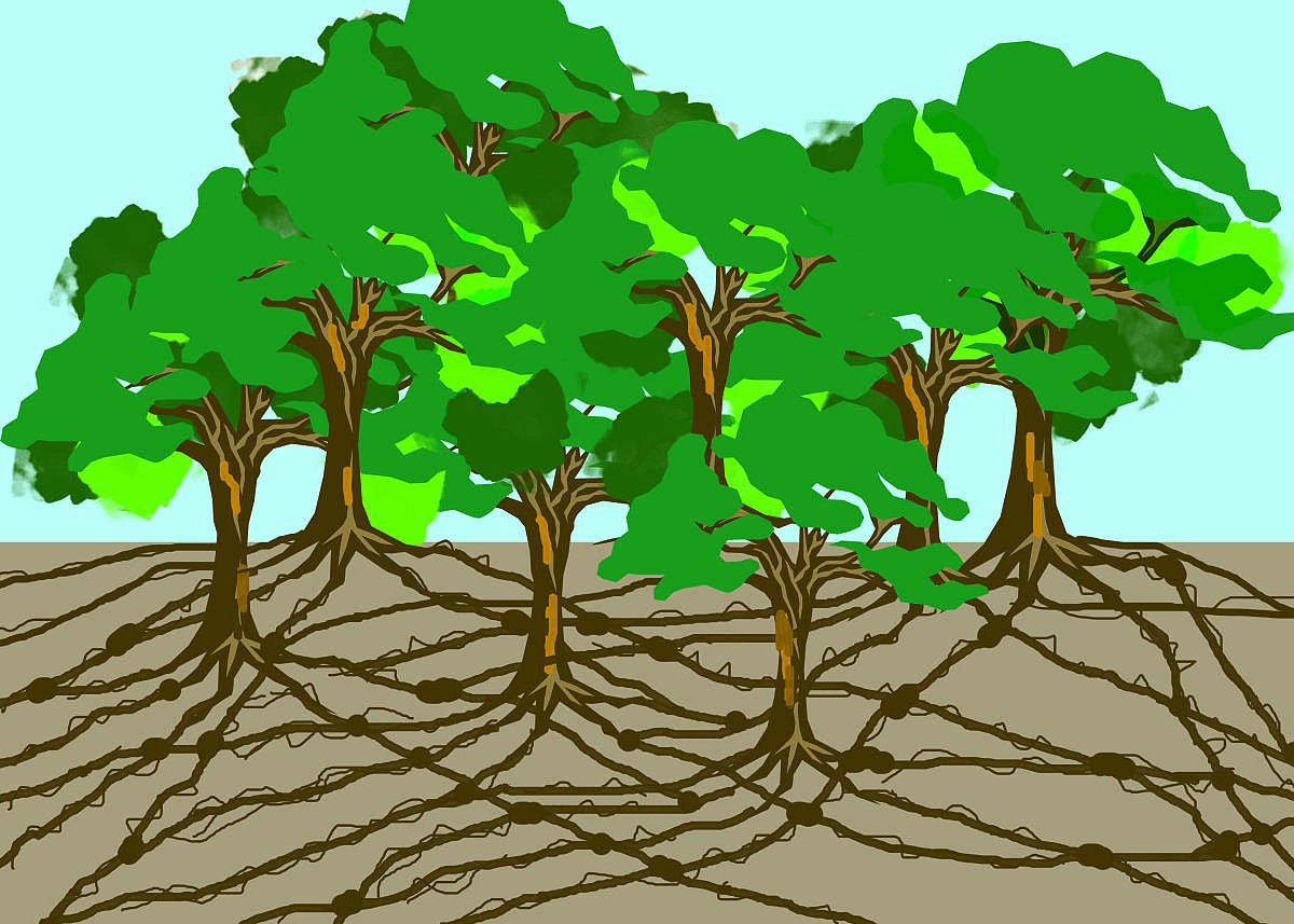Trees have their own ‘Internet’