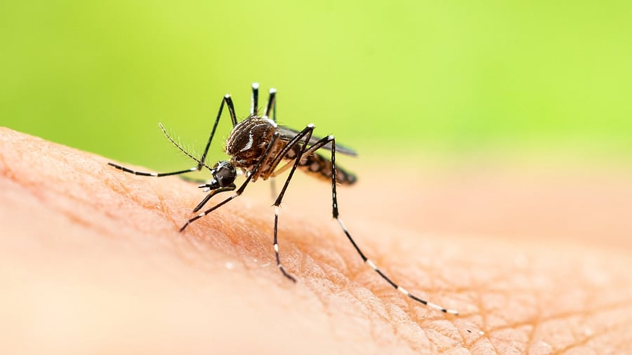 The Aedes aegypti mosquito, a common vector of dengue fever. Credit: iStock.