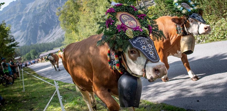 Cows decorated with bells and flowers are leaving their summer pastures during the annual 'Almabtrieb' (cattle drive). Credit: AFP Photo