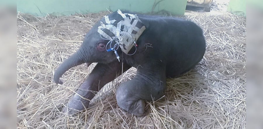 Sources in the Forest Department (wildlife wing) Shivamogga Division stated that the baby elephant was born with congenital limb defects last week in the coffee estate area in Sakleshpur taluk. Credit: DH Photo