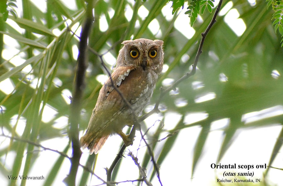 Oriental Scops Owl