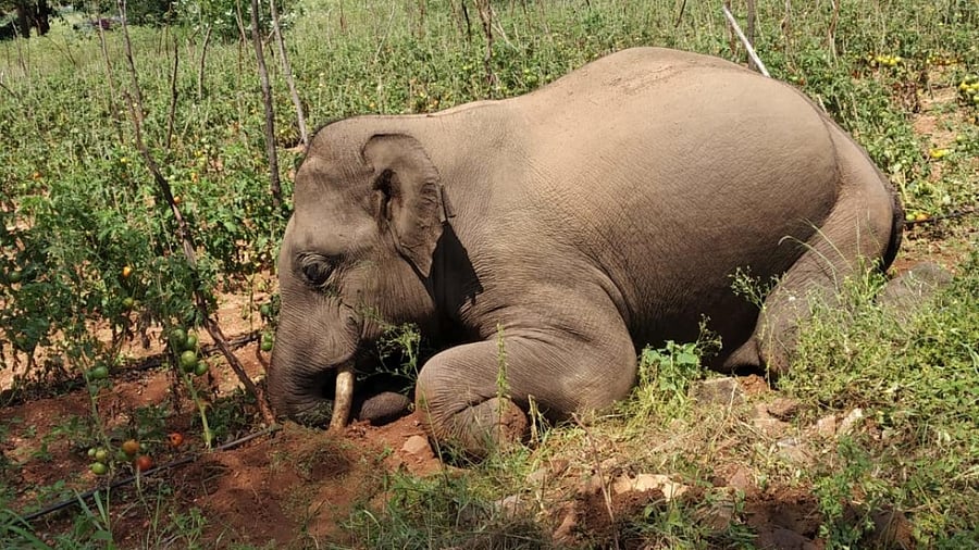 <div class="paragraphs"><p>Representative image of an electrocuted elephant.</p></div>