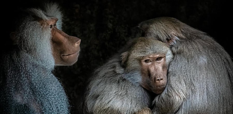 Baboons are social animal, requiring companionship. Credit: File Photo