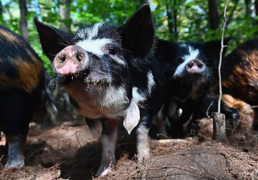 Representative image. Credits: AFP Photo