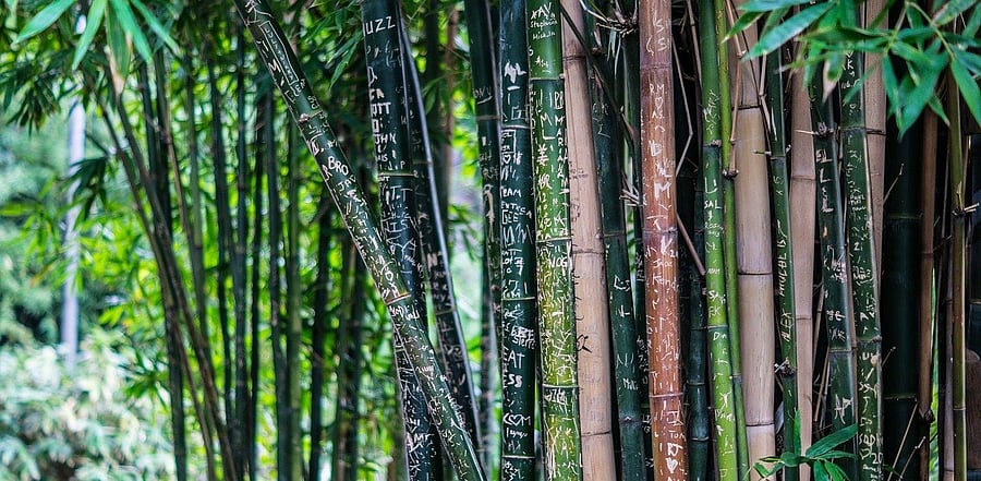 Representative Image. Credit: Pixabay Photo