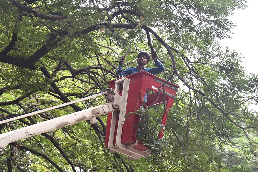 Many trees and branches pose a threat to the people, especially during rains. DH FILE PHOTO