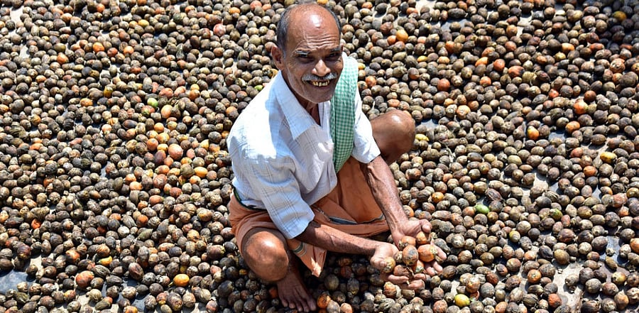 The initiative of procuring areca nuts from the houses of farmers drew a positive response in Puttur and Vittal, where it was launched earlier. Credit: DH File Photo