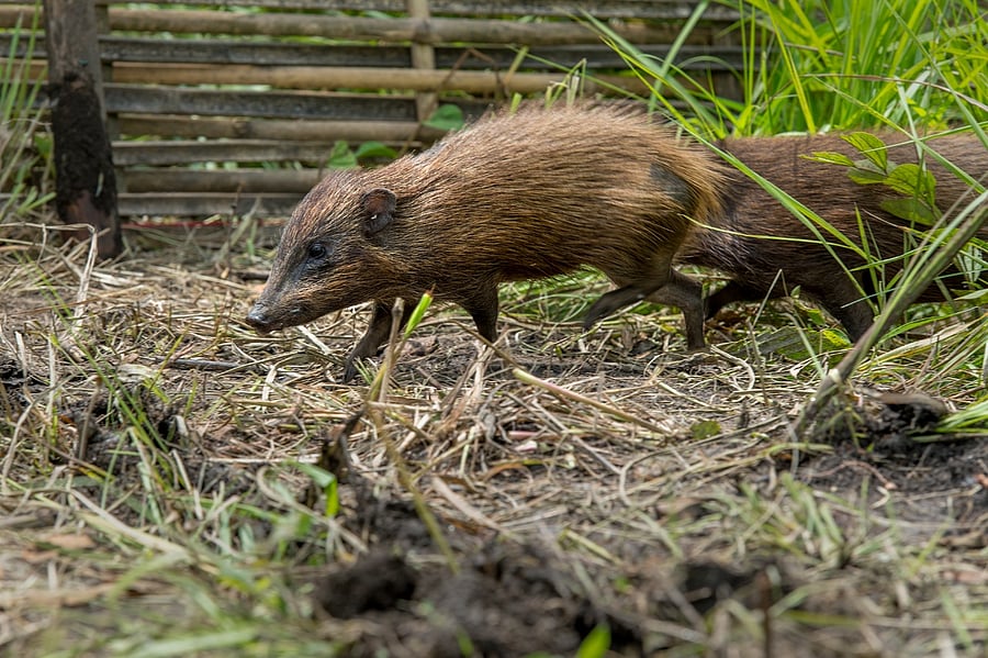 File photo of Pygmy Hogs being reintroduced in Manas National Park in Assam. Credits: Aaranyak NGO, Guwahati