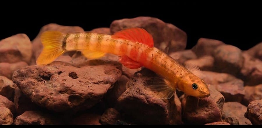 Hiranyakeshi loach. Credit: Twitter/ @tuthackeray