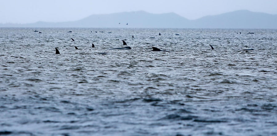  Representative Image. Credit: Reuters Photo