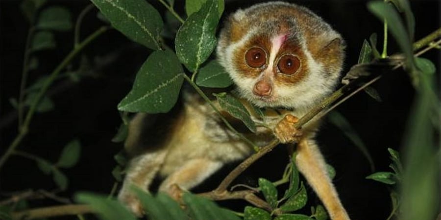 Once the ecosystem was in place, birds and animals came flocking. Credit: DH Photo by Special Arrangement