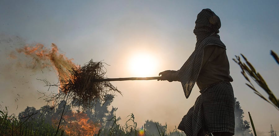 Hundreds of farmers in and around Punjab and Haryana have been working with Suvrat Khanna, co-founder and CEO of Verve Renewables, by selling him paddy straw from their farms and earning some money from it. Representative image. Credit: AFP